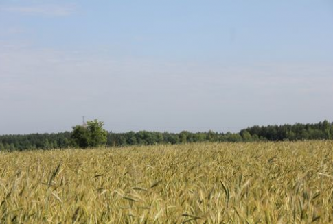 Notowania zbóż na giełdach światowych 28.08.2012