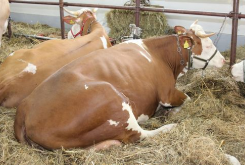 Chiny – Wzrost importu mięsa wołowego