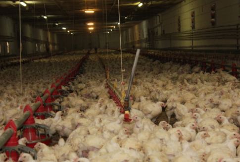 Wysokie ceny unijnych kurcząt