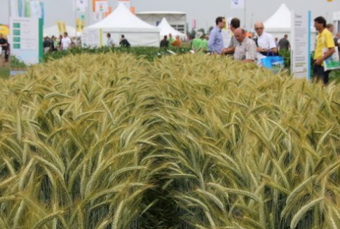 Rosja – Nie będzie ograniczeń w eksporcie zbóż