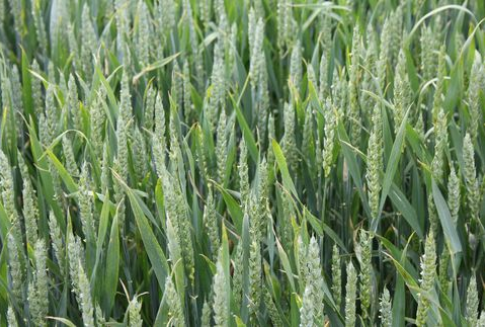 Tydzień pod znkiem spadków notowań giełdowych zbóż-24.09.2012