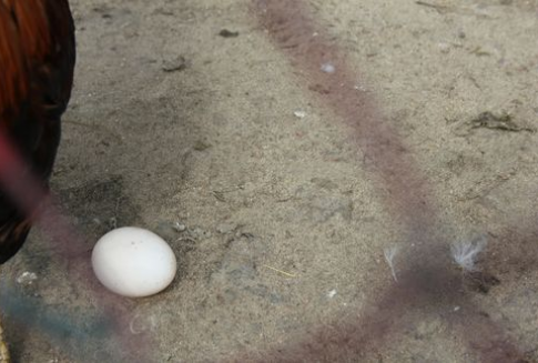 Wzrost cen unijnych jaj