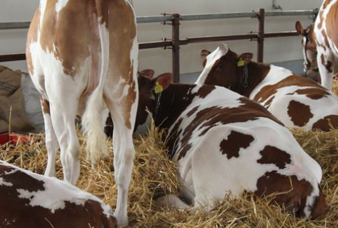 Handel unijnym mięsem i żywcem wołowym