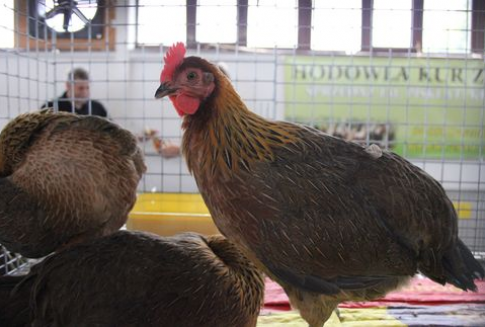 Czy Ukraina będzie eksportować jaja i mięso drobiowe do Unii Europejskiej?