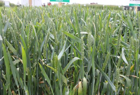 Światowy bilans zbożowy - prognoza na sezon 2012/2013