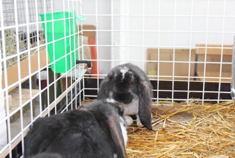 Hodowle małe a korzyści duże