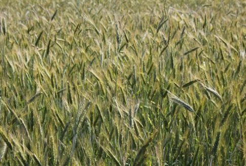 Pszenica na Matif odrabiała we wtorek straty (9.01.2012)