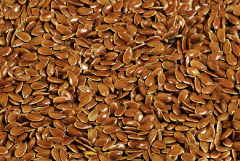 Len ( linum usitatissimum )