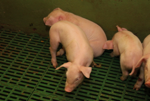 Niezgłoszenie uboju zwierząt na użytek własny będzie karane