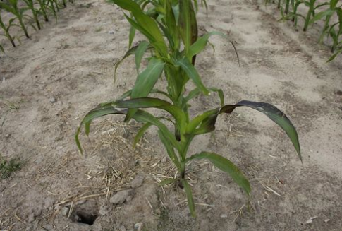 USA – Susze przyczyną podwyżek