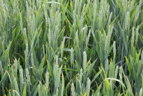 Tydzień na giełdowym rynku zbóż - 09-07-2012