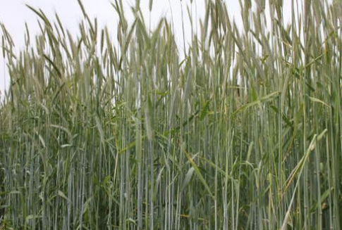 Ceny zbóż w Polsce (14-20.01.2013)