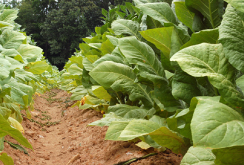 Uwaga rolnicy starający się o przyznanie płatności do surowca tytoniowego!
