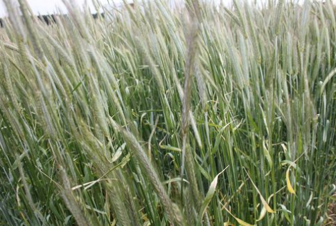 Notowania zbóż na giełdach światowych 05.07.2012