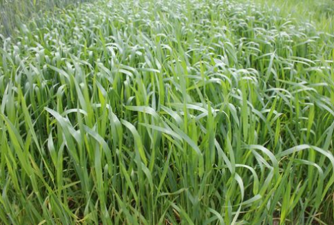 Kolejny dzień silnych wzrostów notowań zbóż za oceanem - 20.06.2012