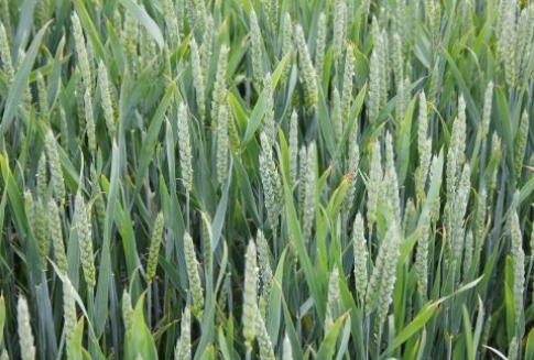 Notowania zbóż na giełdach światowych (29.01.2013)