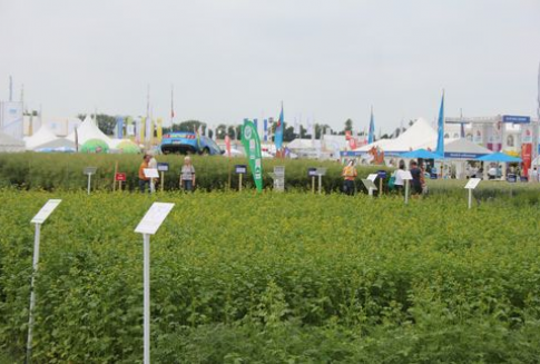 Notowania oleistych na giełdach światowych 10.08.2012