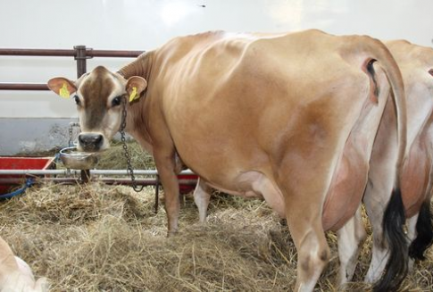 Japonia – Wzrost importu wołowiny