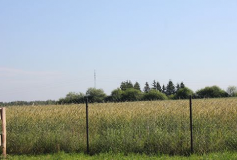 Krajowy skup zbóż (wrzesień 2012 rok)