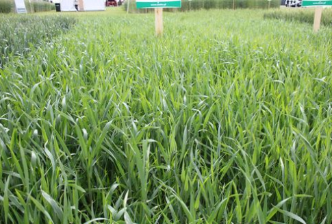 Wysoki import pszenicy do Wielkiej Brytanii w 2012 roku