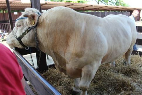 Średnie ceny wieprzowiny, wołowiny i baraniny w Unii Europejskiej (06.01.2013)