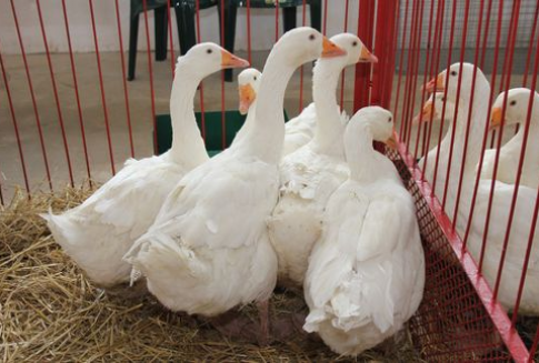 Wzrost eksportu drobiu z Unii Europejskiej do krajów trzecich (1-3Q 2012)