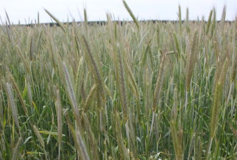 Podsumowanie tygodnia na światowym rynku zbóż (28.01.2013)