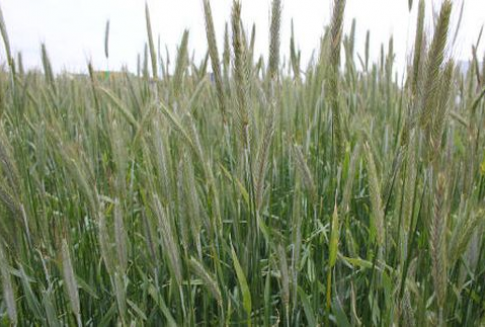 Zboża na giełdach światowych 9.08.2012