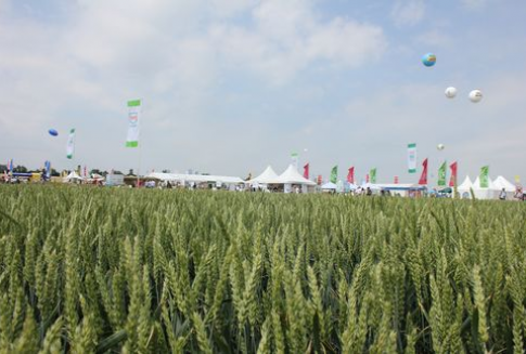 Ceny zbóż na giełdach krajowych