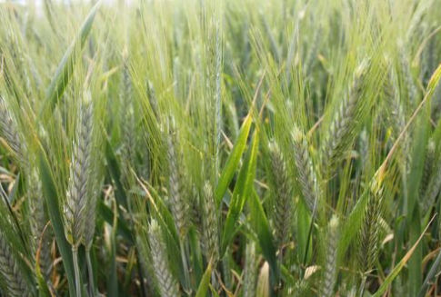 Ceny zbóż na giełdach światowych-23.10.2012