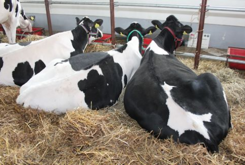 Dalszy spadek pogłowia mlecznych krów