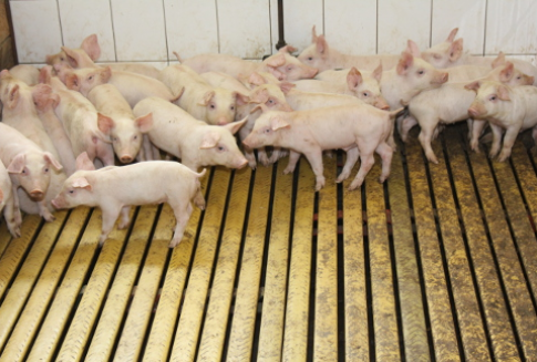 Ceny prosiąt na krajowych targowiskach