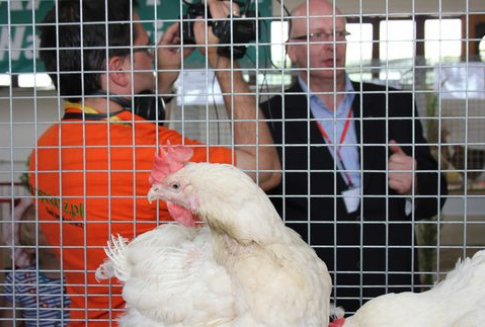 Wzrost eksportu unijnego drobiu