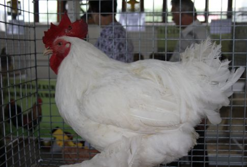 Spadek importu drobiu z krajów trzecich do Unii Europejskiej (1-3Q 2012)