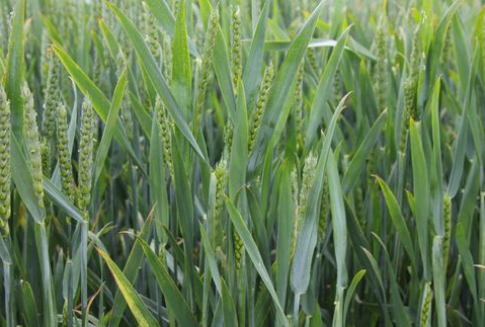 W środę zboża powróciły do wzrostów (6.12.2012)