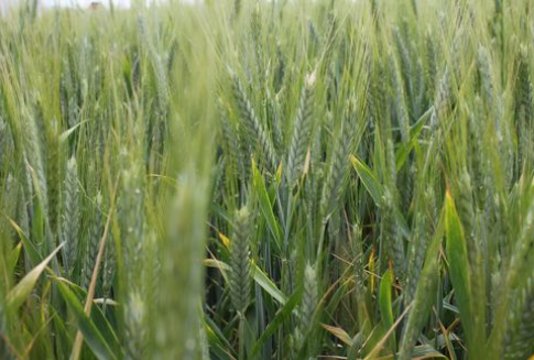 Zboża na CBOT i MATIF kontynuują wzrosty (29.11.2012)