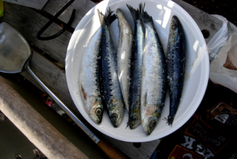 Rozpoczął się naborów wniosków na inwestycje w przetwórstwo ryb oraz działania wodno-środowiskowe