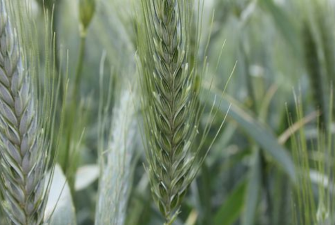 (Zboża-30.11.2012) Słabe dane eksportowe oraz koniec miesiąca skłoniły do relizacji zysków na CBoT