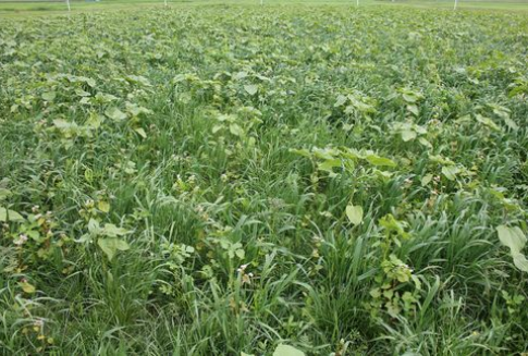 Sytuacja na łąkach i pastwiskach w Polsce w 2012 roku. Powierzchnia, plony i produkcja siana [tabela]