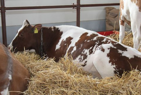 Spadek eksportu mięsa i żywca wołowego