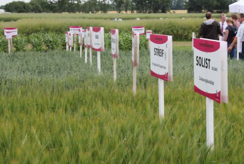 Podsumowanie tygodnia na światowym rynku zbóż – 10.09.2012