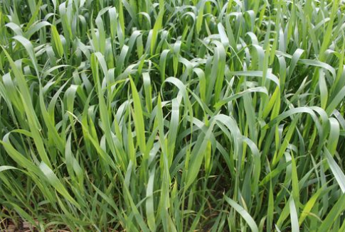 W środę powróciły wzrosty kontraktów futures na zboża -26.07.2012