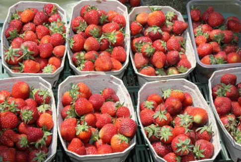 Zbiory owoców z krzewów owocowych i plantacji jagodowych w Polsce w 2012 roku [tabela]