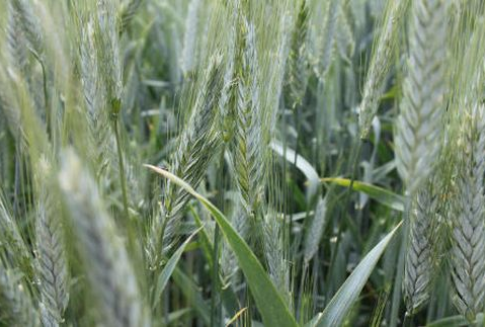 W ubiegłym tygodniu kontrakty na zboża rosły głównie za oceanem (26.11.2012)