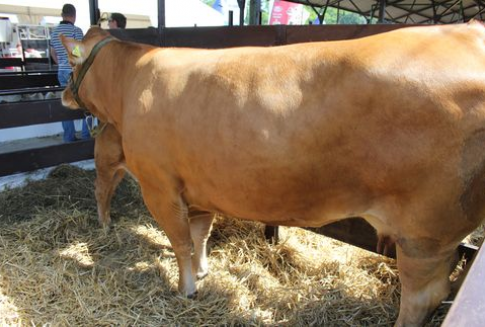 Czasowe embargo na import niemieckiego mięsa chłodzonego do Rosji