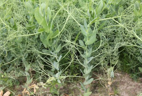 Integrowana Produkcja w świetle integrowanej ochrony roślin