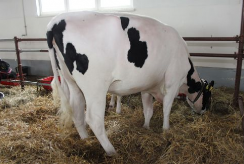 Nowa Zelandia - Spadek eksportu mięsa wołowego