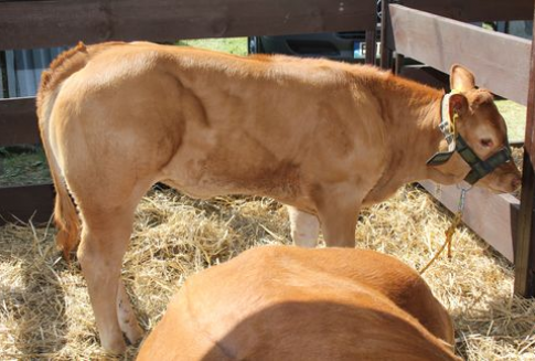 Zniesienie zakazu wwozu bydła użytkowego i hodowlanego na terytorium Federacji Rosyjskiej z województw warmińsko-mazurskiego i wielkopolskiego