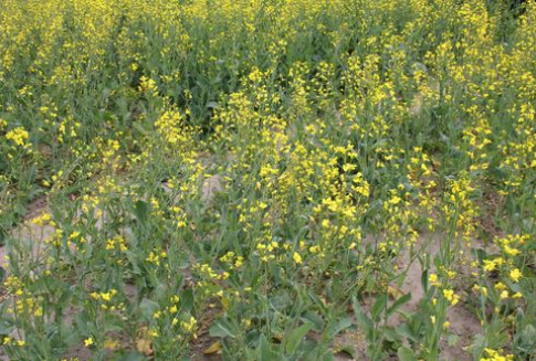 Rynek polskiego rzepaku