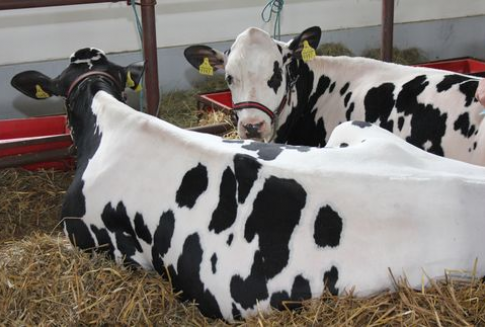 USA – Spadek produkcji mleka